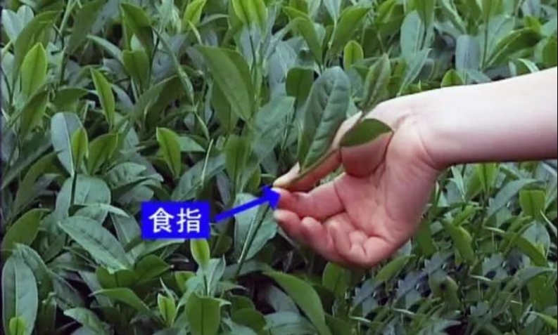 武夷岩茶官宣采摘时间，为什么一年只采一季？-茶之家