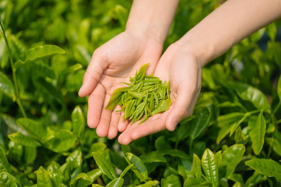 熬夜？认准这三款茶，准没错-茶之家
