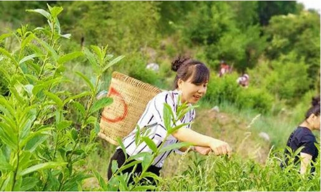 （黑午茶）深山里的冻绿叶茶-茶之家