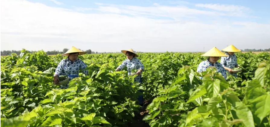 如何通过冲泡正确辨别是春茶还是秋茶？-茶之家
