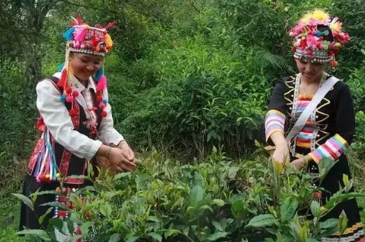 跨入德昂山寨感受古老民族与茶的特殊感情-茶之家