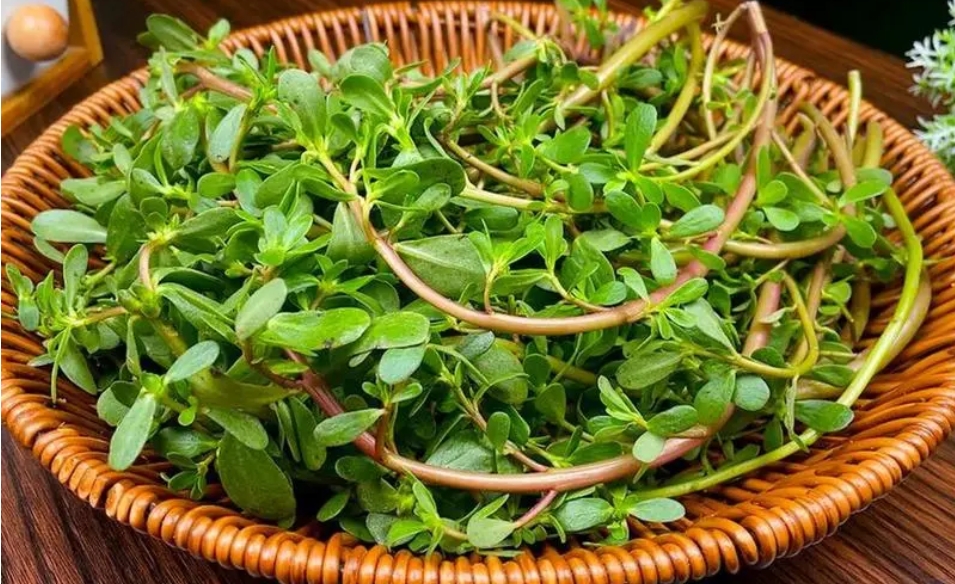 马齿苋泡水喝有什么功效及作用-茶之家
