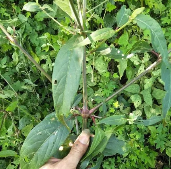 土牛膝茶的功效和作用是什么呢？-茶之家