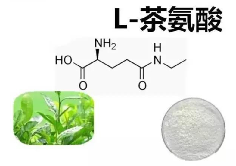 茶叶茶氨酸有什么功效及作用-茶之家