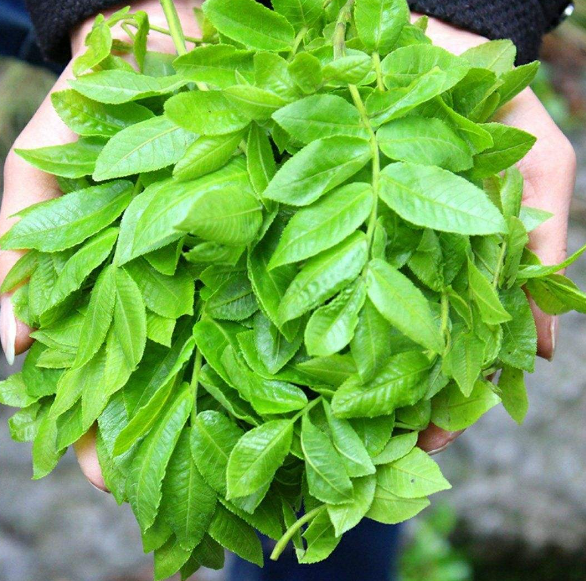 金钱柳的功效及作用-茶之家