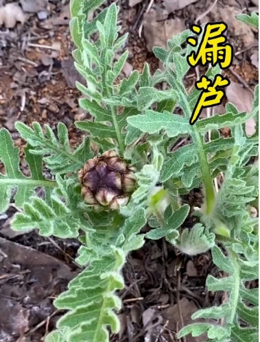 漏芦茶的功效及作用是什么-茶之家