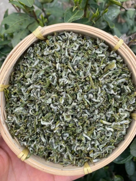 绿茶-临海蟠毫-茶之家