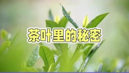 茶里竟藏着 “天然美容院”？-茶之家