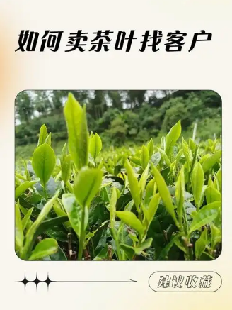 茶叶销售黄金法则：精准定位 6 大消费场景的款式策略-茶之家