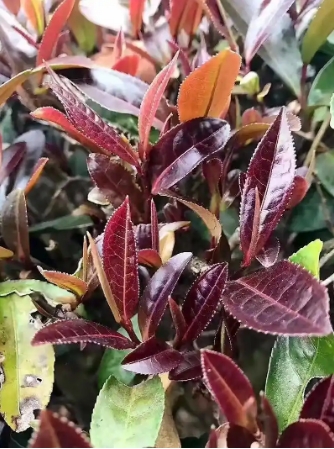 普洱茶-紫娟茶-茶之家