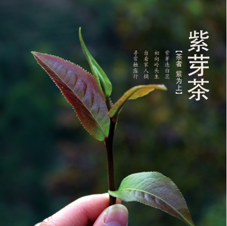普洱茶-紫芽茶-茶之家