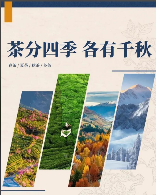 茶花与茶果的季节密语：3 个小线索，一眼识出春夏秋冬茶-茶之家