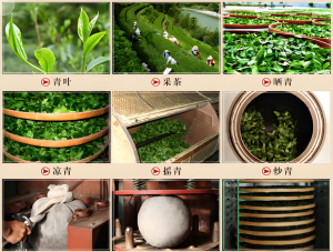 安溪铁观音的 “风味分水岭”：三大工艺差异，泡出你的专属茶香-茶之家