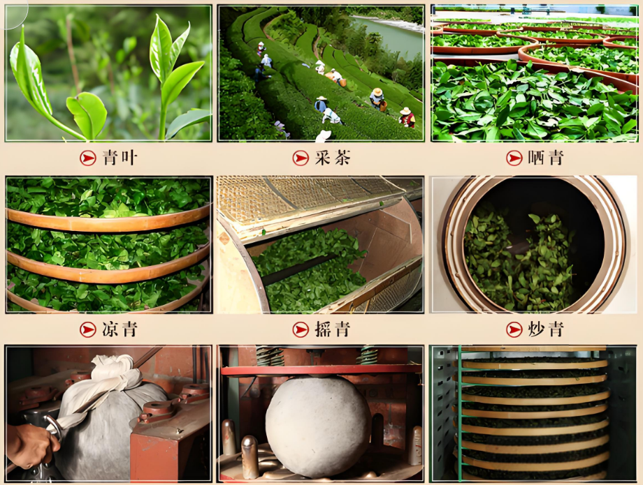 安溪铁观音的 “风味分水岭”：三大工艺差异，泡出你的专属茶香-茶之家