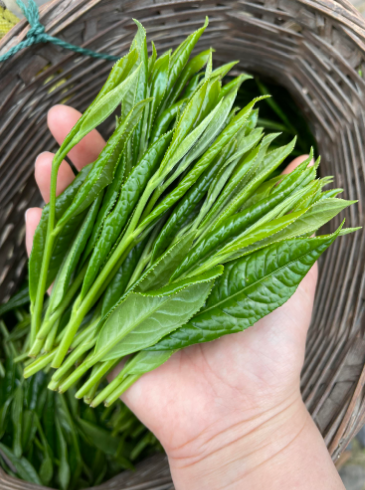 太平猴魁价差有多悬？从百元到数千，藏着黄山云雾的风骨-茶之家