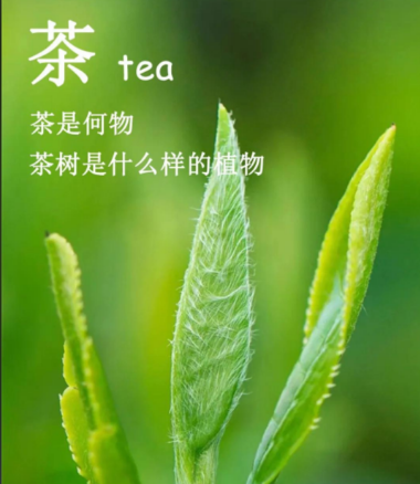 茶树≠茶叶？解锁六大茶类家族，读懂一片叶子的蜕变-茶之家