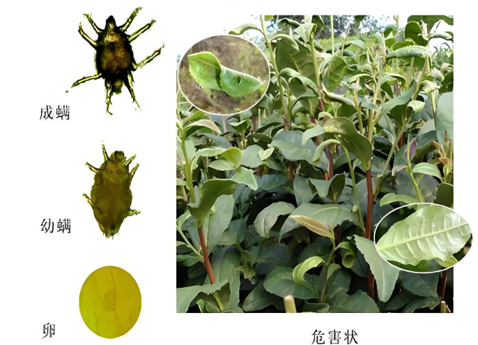 茶叶防虫有奇招？以螨治螨，让小虫 “自相残杀” 保鲜叶-茶之家
