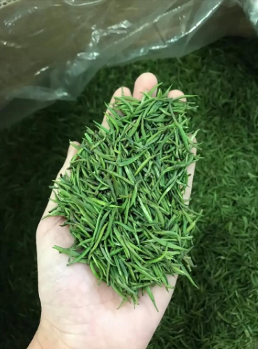 雀舌报春价里藏春？从百元到数千，裹着早春鲜-茶之家