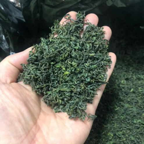 崂山绿茶价里藏山海？从百元到数千，裹着岩雾鲜-茶之家